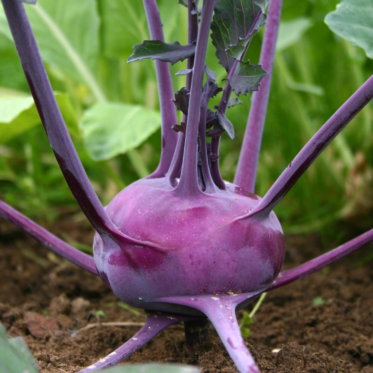 Kohlrabi Purple Vienna Seeds (150) – Heirloom, Organic, Non-GMO – Brassica oleracea