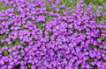 Rock Cress Purple Seeds (Aubrieta deltoidea) - 1000 Ground Cover Seeds