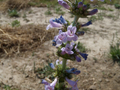 Penstemon Acuminatus Seeds (Sharpleaf Penstemon) – Native Perennial Wildflower, 100 mg for Planting