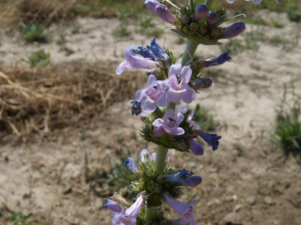 Penstemon Acuminatus Seeds (Sharpleaf Penstemon) – Native Perennial Wildflower, 100 mg for Planting