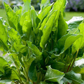 Large Leaf Sorrel (Rumex acetosa) Seeds - 400 Seeds, Perennial Herb