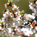 Nanking Cherry Seeds Prunus tomentosa – 10 Seeds for Planting, Hardy Pink Blossoms, Hedge & Landscape