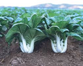 Dwarf Pak Choi Baby Bok Choy Seeds - 500mg Heirloom Brassica rapa var. chinensis