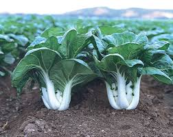 Dwarf Pak Choi Baby Bok Choy Seeds - 500mg Heirloom Brassica rapa var. chinensis