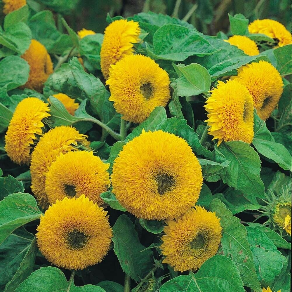 Teddy Bear Dwarf Sungold Sunflower Seeds – 1g, Compact Golden Blooms, Pollinator Annual