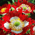 Danish Flag Poppy Seeds (Papaver somniferum) - 1000 Seeds, Red & White Cross, Pollinator-Friendly