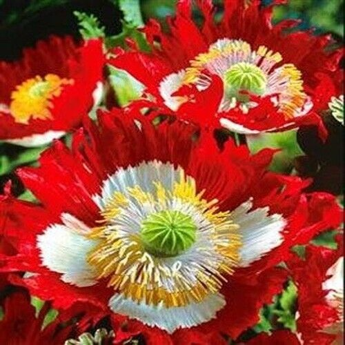 Danish Flag Poppy Seeds (Papaver somniferum) - 1000 Seeds, Red & White Cross, Pollinator-Friendly