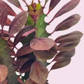 African Milk Tree Euphorbia trigona Rooted Cutting 4–8" - Red Tinted Succulent