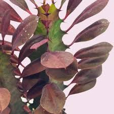 African Milk Tree Euphorbia trigona Rooted Cutting 4–8" - Red Tinted Succulent