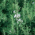 Organic Rosemary Bare-Root Live Plant | Rosmarinus officinalis Starter Plant