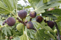 Olympian Fig Seeds - 100+ Heirloom Ficus carica Seeds, Cold-Hardy Purple Figs, 2-3 Year Fruiting