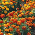 Sparky Mixture Marigold Seeds - French Marigolds, Orange/Red/Gold - 500mg