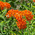 Asclepias tuberosa Butterfly Weed Bare Root Plants - 10 Perennials for Monarchs & Pollinators
