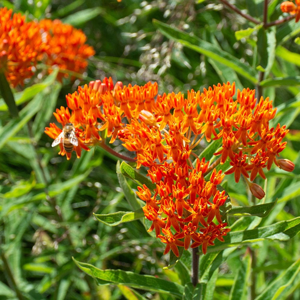 Asclepias tuberosa Butterfly Weed Bare Root Plants - 10 Perennials for Monarchs & Pollinators