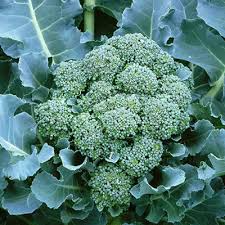 Broccoli Di Cicco Seeds – 1g, Heirloom, Early Maturing, High Yield