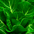 Collards Champion Seeds – Heirloom Brassica oleracea Var. viridis, 1g for Planting