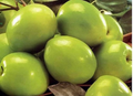 Taiwan Green Jujube Unrooted Cuttings (4) – 10" Each, 19 Brix Sweet Fruit, Grafting Stock