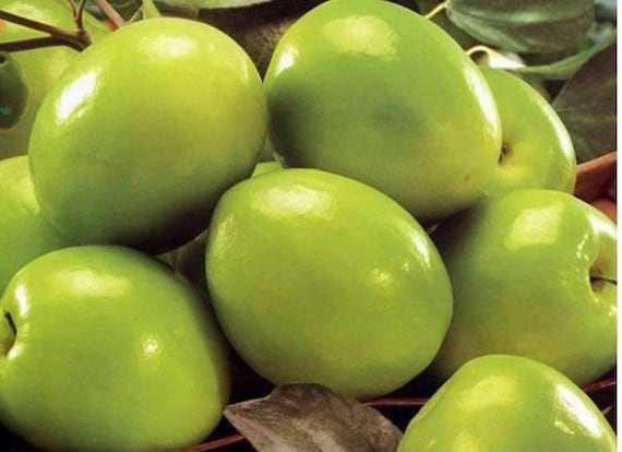 Taiwan Green Jujube Unrooted Cuttings (4) – 10" Each, 19 Brix Sweet Fruit, Grafting Stock