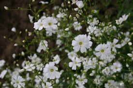 Gypsophila elegans 'Baby's Breath Covent Garden White' Seeds – 300mg
