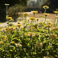 Zinnia Isabellina Yellow Seeds - 200 Non-GMO Seeds, Huge Blooms, Attracts Butterflies & Hummingbirds, Easy Annual