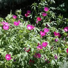 Callirhoe involucrata Seeds - Purple Poppy Mallow (Winecups) - Native Ground Cover