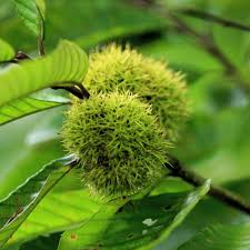 Chinese Chestnut Tree (Castanea mollissima) Bare Root 2-Pack — 1'-2' Live Plants, Zones 4-8