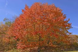 Acer saccharum Northern Seeds – Sugar Maple Tree Seed for Zones 3–8