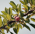 Japanese Ume Plum Cuttings - 2 Unrooted Cuttings, Fragrant Pink Winter Blooms, Edible Fruits