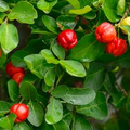 Acerola Barbados Cherry Plant (Malpighia emarginata) – Starter Plant, Evergreen Shrub, Vitamin C Fruit