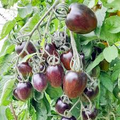 Brad's Atomic Grape Tomato Seeds - Rare Heirloom, Non-GMO, Colorful Stripes