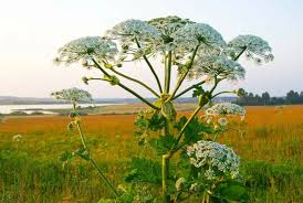 Cow Parsnip Seeds – Heracleum maximum, 1g for Planting – Tall Native Wildflower with White Umbel Blooms