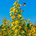 100 Seeds Maximilian Sunflower (Helianthus maximiliani) - Perennial, Non-GMO