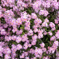 Rose Forget-Me-Not (Myosotis) Seeds - 200 Non-GMO Perennial Ground Cover