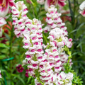 Antirrhinum majus Maryland Plumblossom Snapdragon Seeds - 1000+ Bi-Color Flowers for Garden & Cut Flowers