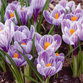 Crocus Purple Blue White Striped Mix – 5 Flower Bulbs (Cold Hardy Perennial) Starter Plant