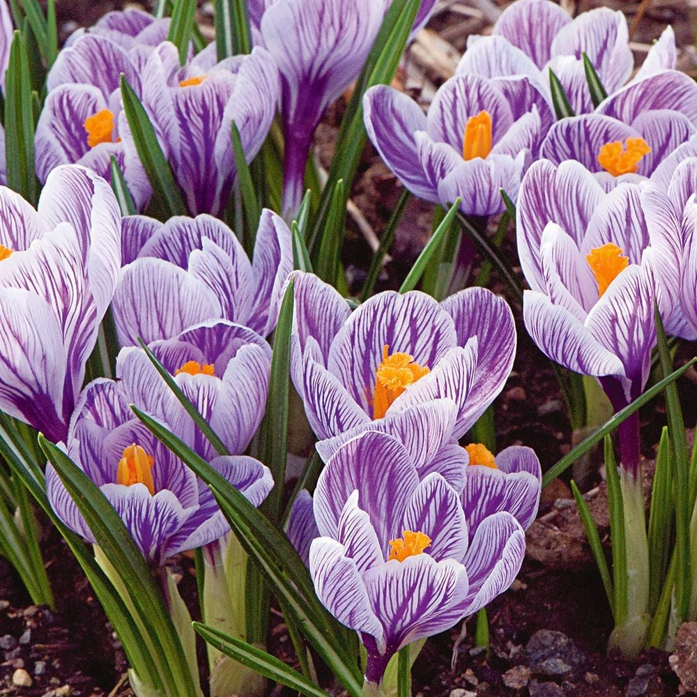 Crocus Purple Blue White Striped Mix – 5 Flower Bulbs (Cold Hardy Perennial) Starter Plant