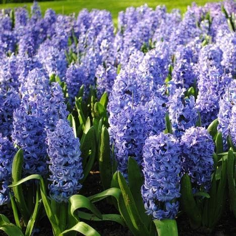 Hyacinthus orientalis 'Delft Blue' – 2 Delft Blue Hyacinth Bulbs, Fragrant Spring Blooms
