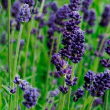 Lady Lavender Lavandula angustifolia Seeds | Fragrant Perennial Herb - 25 Seeds