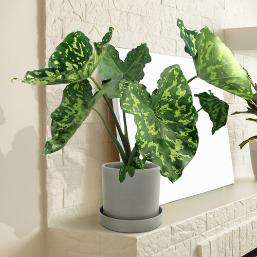 Alocasia Hilo Beauty Starter Plant (1'-2') | Tropical Indoor/Outdoor Plant