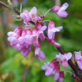 Cercis siliquastrum Seeds – Judas Tree | Magenta Blooms, Heart-Shaped Leaves