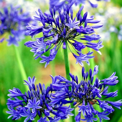 25 Dwarf Blue Lily of the Nile Seeds (Agapanthus ‘Peter Pan’) – Perennial Flower, Zone 8-11