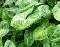 Syngonium Podophyllum White Butterfly Arrowhead Vine Cuttings - 4 Starter Plants (5”+ tall)