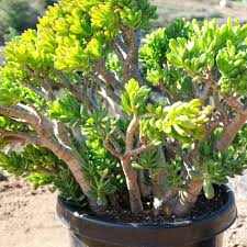 Crassula Ovata Green Jade Bare Root Plant (1) 4-6" | Money Tree, Easy-Care Succulent