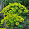 Mammoth Dill Seeds (Anethum graveolens) - 500 Seeds for Culinary Use & Pollinator Gardens