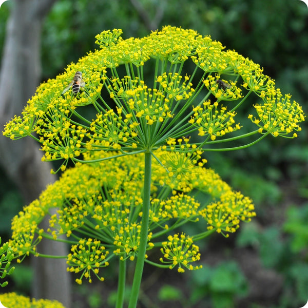 Mammoth Dill Seeds (Anethum graveolens) - 500 Seeds for Culinary Use & Pollinator Gardens