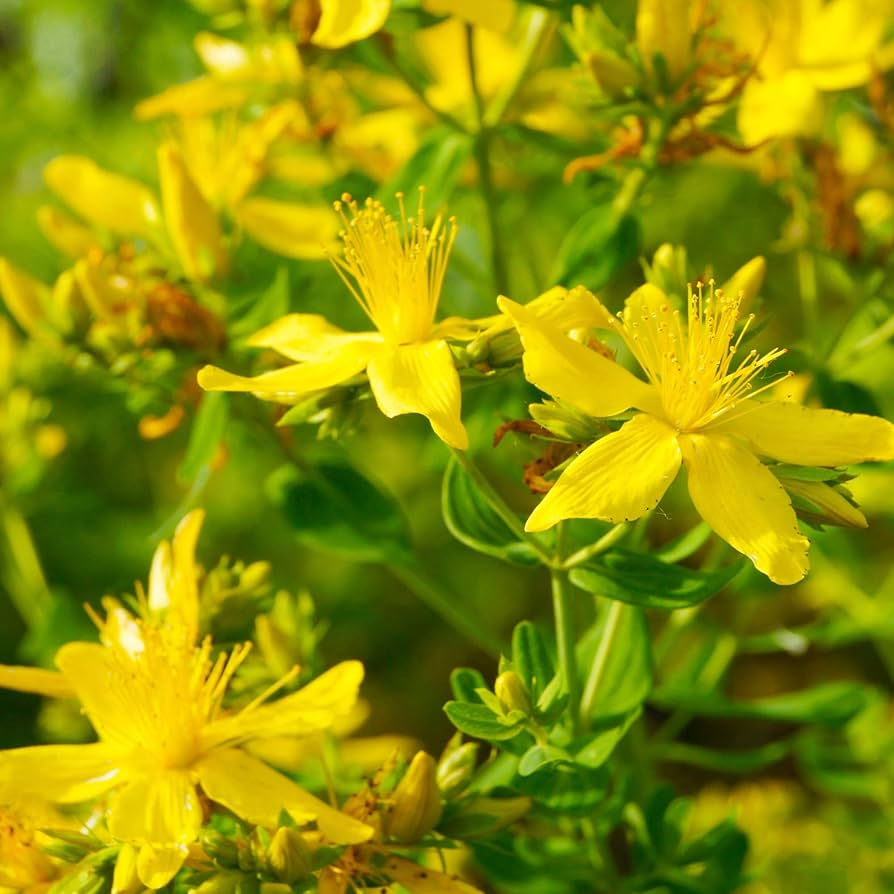 Great St. John's Wort Hypericum perforatum Seeds - 1000 Non-GMO Easy-Grow Perennial