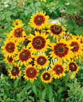 Gloriosa Daisy Seeds - Rudbeckia hirta | Bi-Colored Yellow & Red, Drought-Tolerant