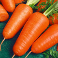 Chantenay Red Cored Carrot Seeds | Daucus carota - Heirloom (1g, ~600 seeds)