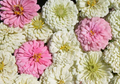 Zinnia Blushing Bride Mix - 200 Seeds, Non-GMO, Pink & White Cut Flowers, Easy to Grow