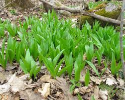 Wild Leek Ramp Seeds (Allium tricoccum) - 10 Seeds for Planting, Heirloom, Perennial
